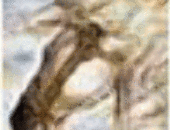 Stoxia