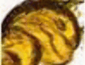 Pponyas